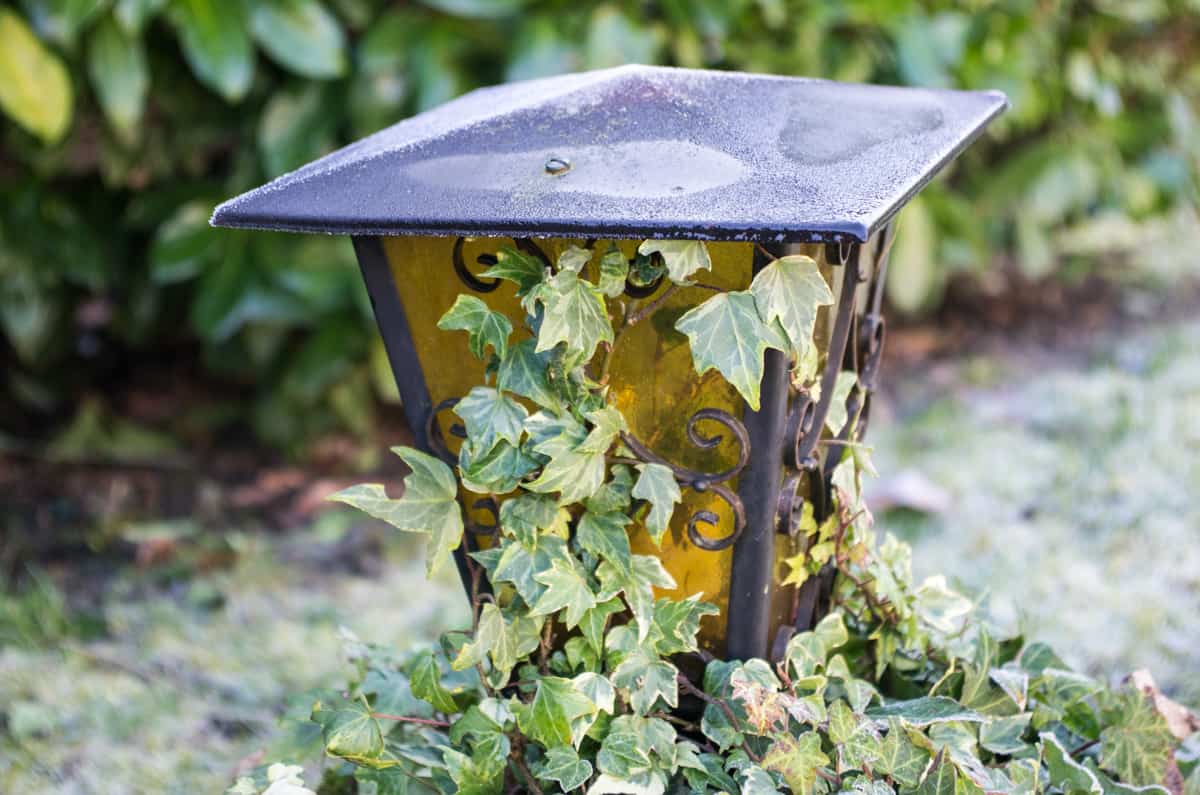 20191230 IMGP3914-1000px-60